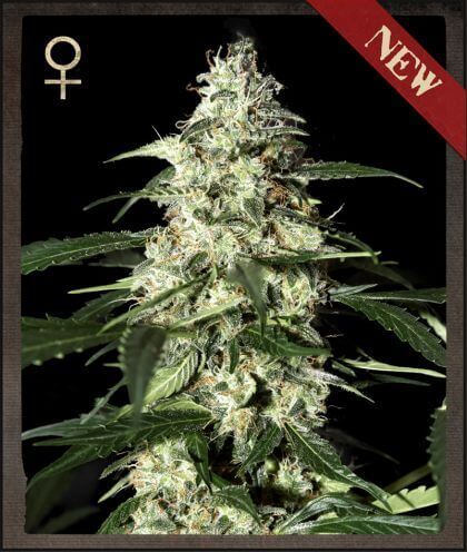 Skunk Auto - Alchimia