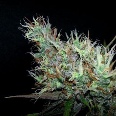 Skunk Haze - - Alchimia