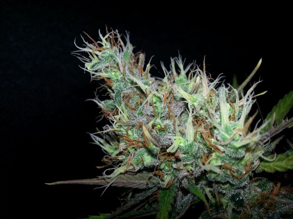 Skunk Haze - - Alchimia