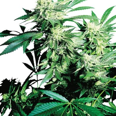Skunk Kush - Alchimia