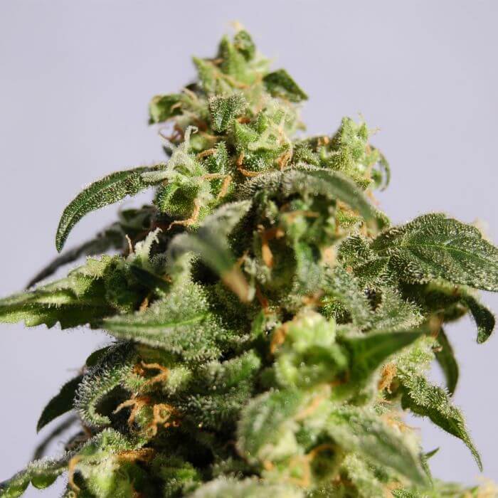Skunk Power Skunk - Alchimia
