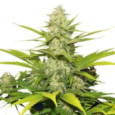 Skunk XL - Alchimia