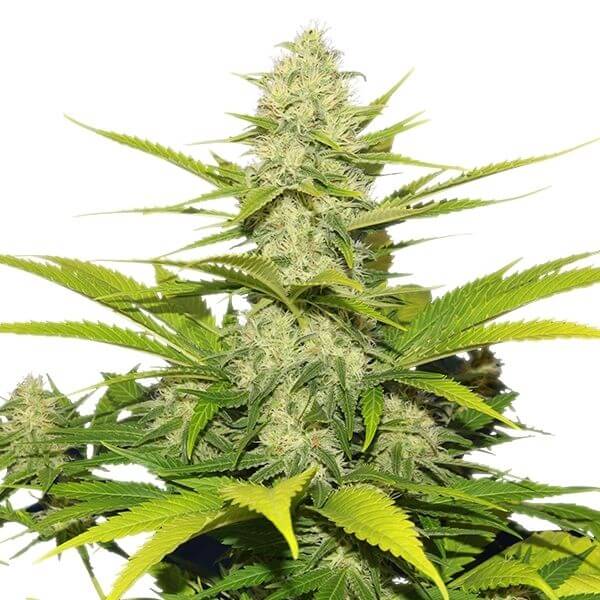 Skunk XL - Alchimia