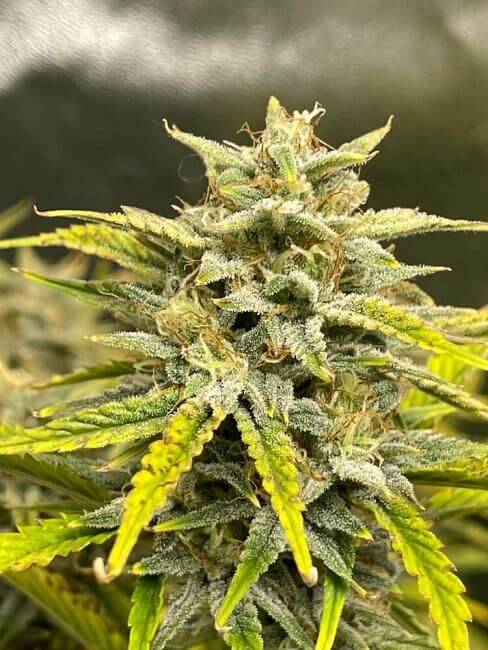 Skystomper Auto - Alchimia