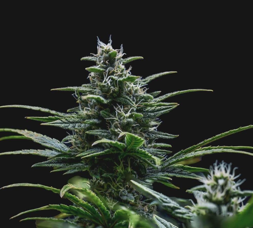 Skywalker Auto - Alchimia