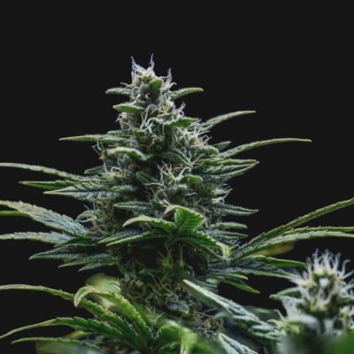Skywalker Auto - Alchimia