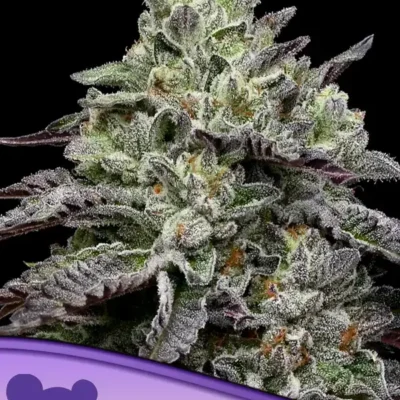 Smashberry Fumez - Alchimia