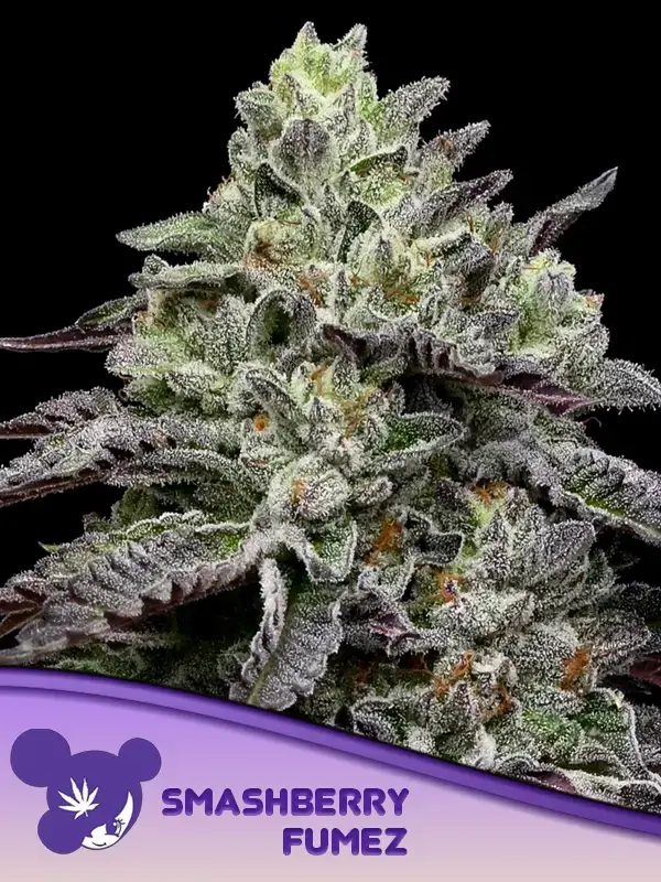 Smashberry Fumez - Alchimia