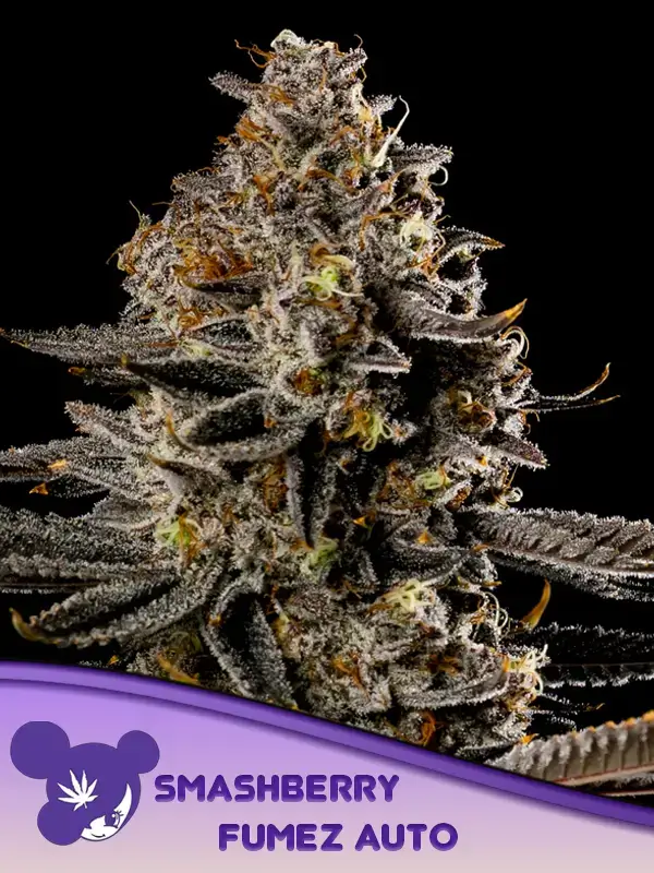 Smashberry Fumez Auto - Alchimia