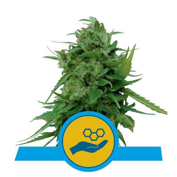 Solomatic CBD - Alchimia