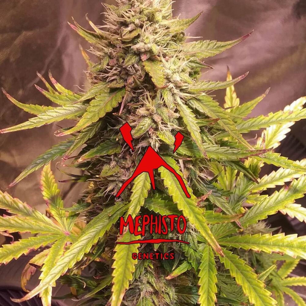 Sour Bubbly Auto - Alchimia