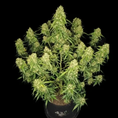 Sour Jealousy Auto - Alchimia