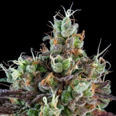 Sour Ripper Auto - Alchimia