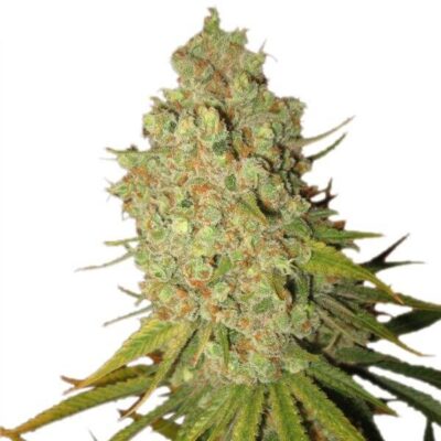 Special Kush 1 - Alchimia
