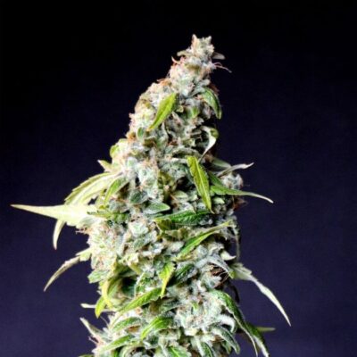 Speedy Boom Auto Speedy Gonzales - Alchimia