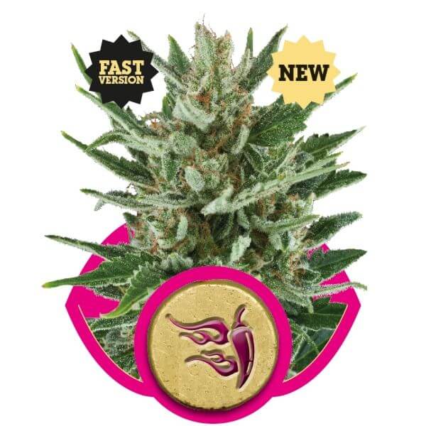 Speedy Chile Fast Flowering - Alchimia