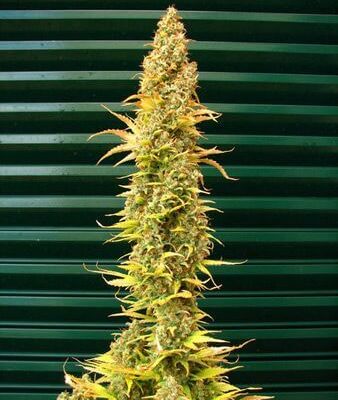 Spice 1 - Alchimia
