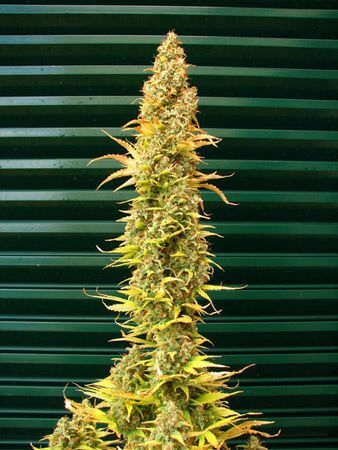 Spice 1 - Alchimia
