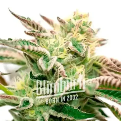 Star Killer - Alchimia