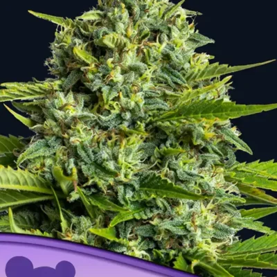 Sticky Boof - Alchimia