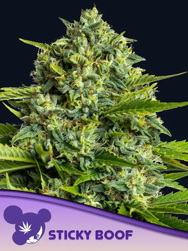Sticky Boof - Alchimia