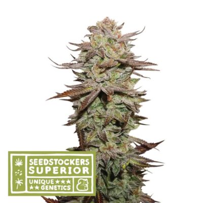 Sticky Fingers Auto - Alchimia