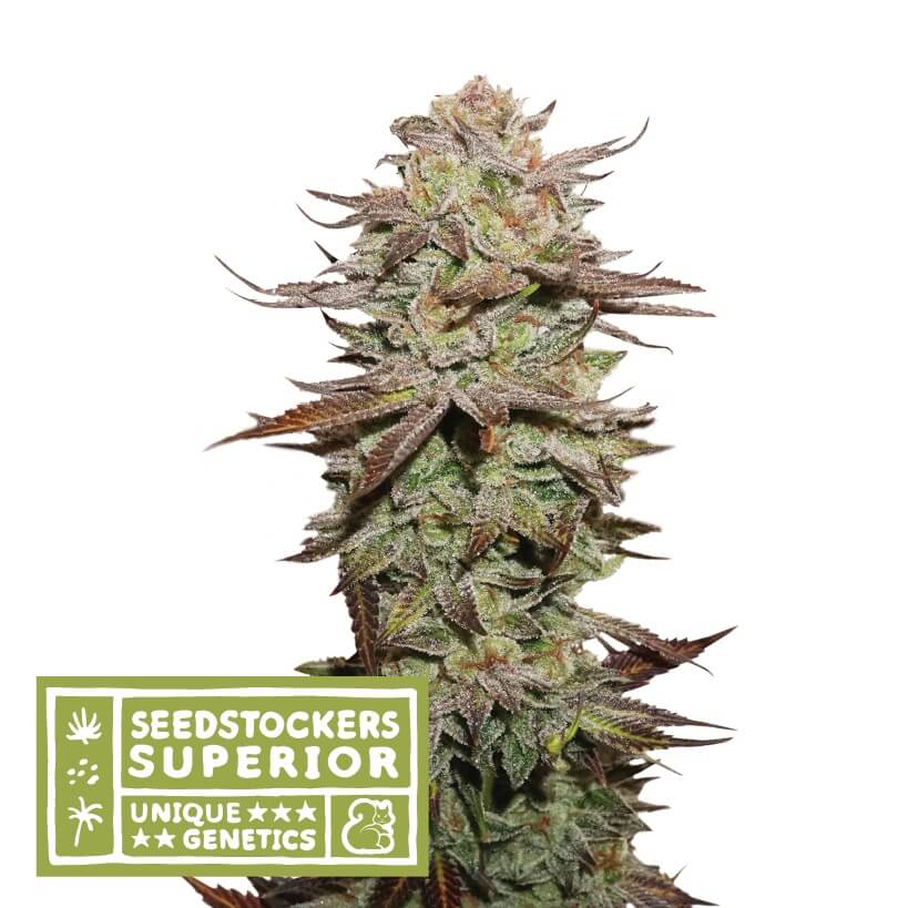 Sticky Fingers Auto - Alchimia