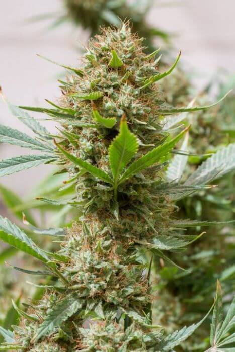 Strawberry Amnesia - Alchimia