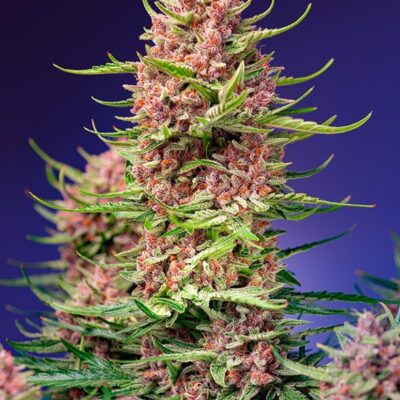 Strawberry Cola Sherbet F1 Fast Version 3 - Alchimia