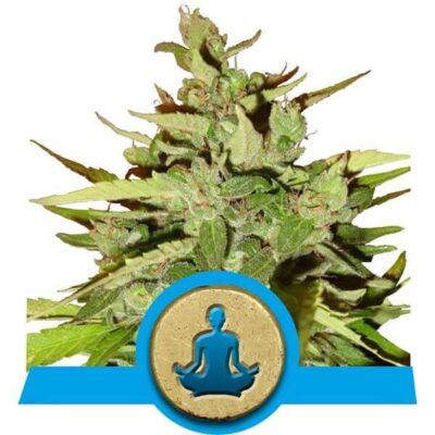 Stress Killer CBD Auto - Alchimia