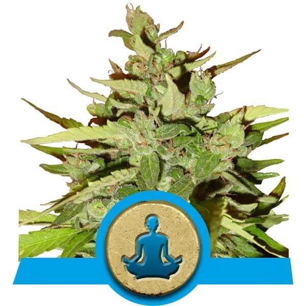 Stress Killer CBD Auto - Alchimia