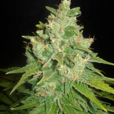 Sugar Black Rose - Alchimia