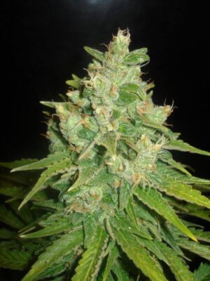 Sugar Black Rose - Alchimia