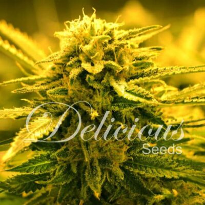 Sugar Black Rose Auto - Alchimia