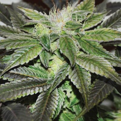 Sugar Candy - Alchimia