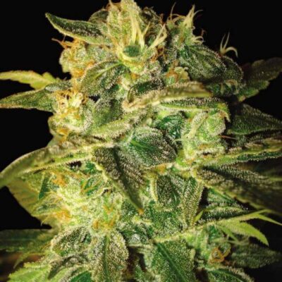 Sugar Mango Ryder - Alchimia