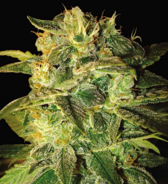Sugar Mango Ryder - Alchimia