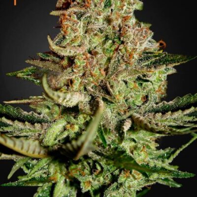 Super Bud - Alchimia