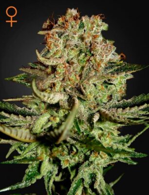 Super Bud - Alchimia