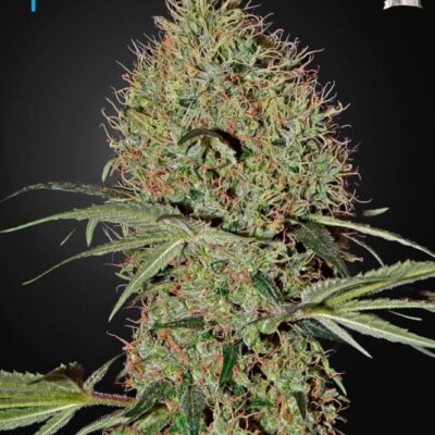 Super Bud Auto - Alchimia