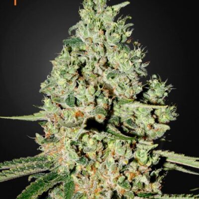 Super Critical - Alchimia