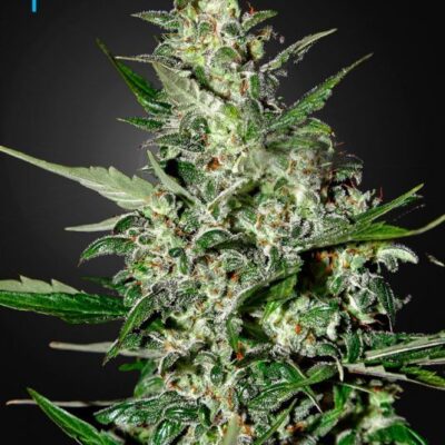Super Critical Auto - Alchimia