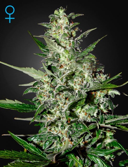 Super Critical Auto - Alchimia