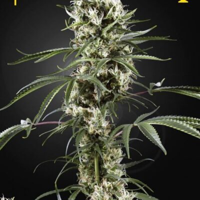 Super Lemon Haze - Alchimia