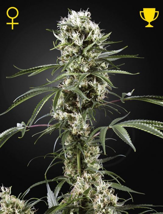 Super Lemon Haze - Alchimia