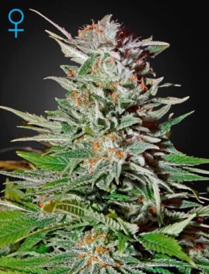 Super Lemon Haze Auto - Alchimia