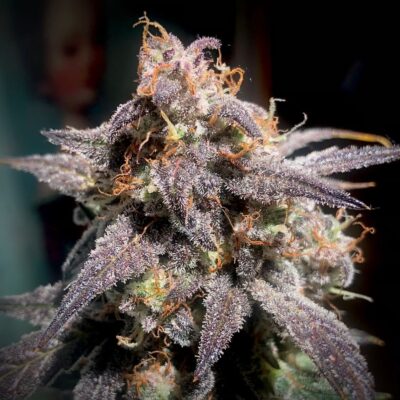 Super Orange Haze Auto - Alchimia