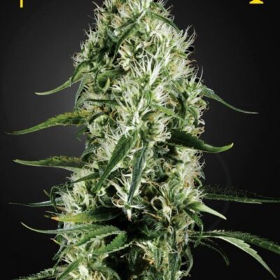 Super Silver Haze - Alchimia
