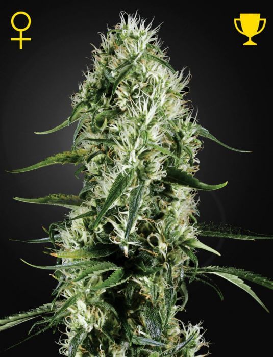Super Silver Haze - Alchimia