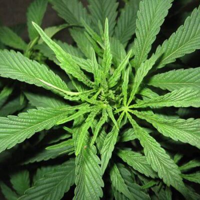 Super Silver Haze - - Alchimia